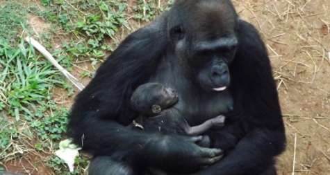 Nasce o primeiro gorila em zoológico da América do Sul