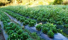 Dia da Alimentação destaca este ano: agricultura familiar no mundo.