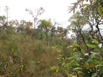 Inventário Florestal Nacional: a Vez do Cerrado