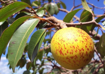 Mangaba medicinal e seus avistamentos no levantamento florístico