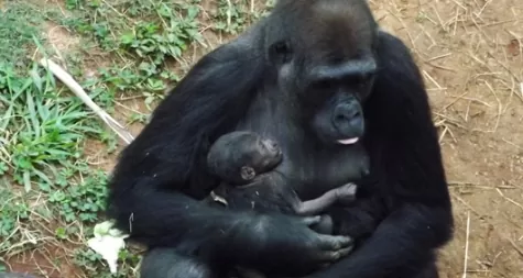 Nasce o primeiro gorila em zoológico da América do Sul